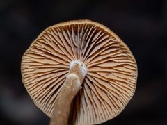 Galerina patagonica