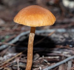 Galerina patagonica