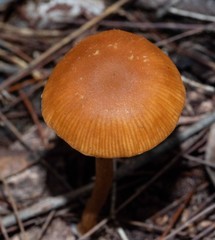 Galerina patagonica