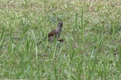 Turdus leucomelas