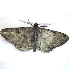 Peribatodes rhomboidaria