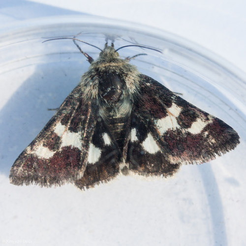 Schinia suetus photo 2