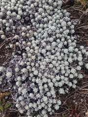 Ewartia nubigena
