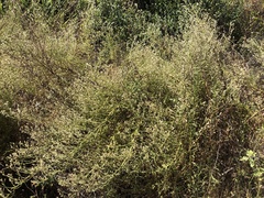 Pseudognaphalium ramosissimum