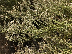 Pseudognaphalium ramosissimum