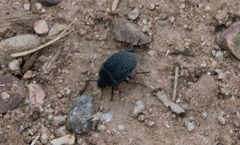 Eusattus reticulatus