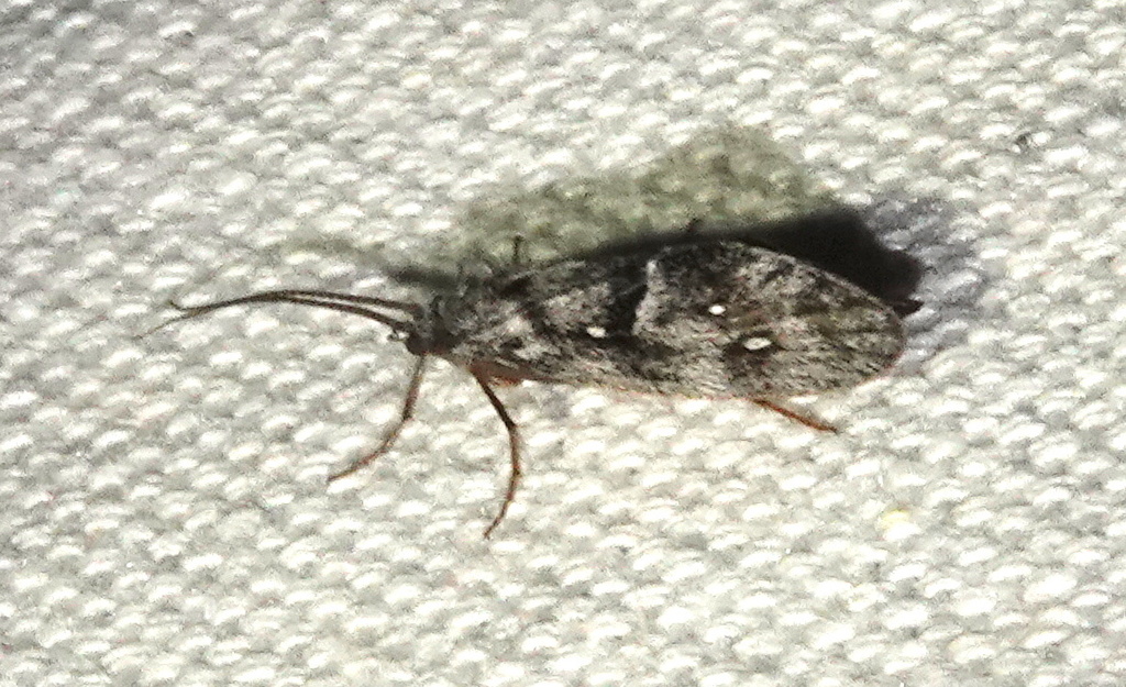 Yphria californica