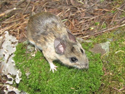 Brush Deermouse