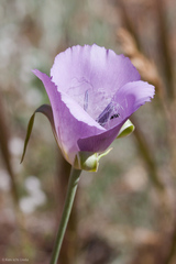 Calochortus splendens