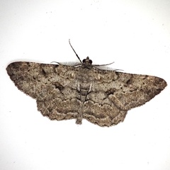 Peribatodes rhomboidaria