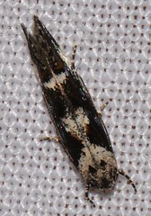 Mompha conturbatella