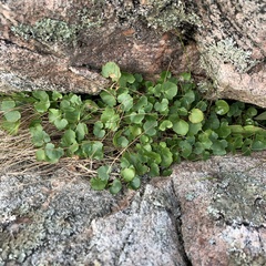 Campanula intercedens