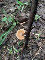 Polyporus leprieurii