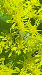 Pterygota