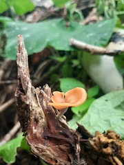 Polyporus leprieurii