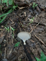 Polyporus leprieurii