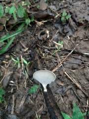 Polyporus leprieurii