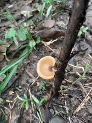 Polyporus leprieurii