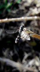 Dioprosopa clavata