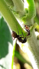 Myrmaphaenus