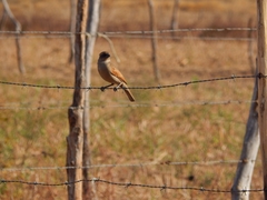 Agelaioides fringillarius