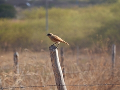 Agelaioides fringillarius