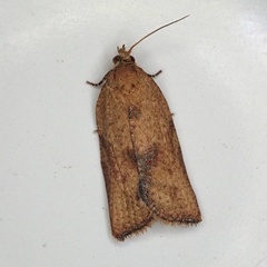 Epiphyas postvittana