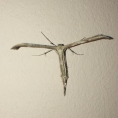 Emmelina monodactyla