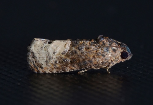 Locust Twig Borer Moth photo 3