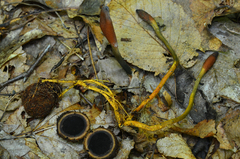 Ophiocordycipitaceae