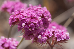 Chorizanthe douglasii