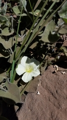 Calystegia malacophylla malacophylla