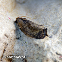 Cryptophlebia ombrodelta