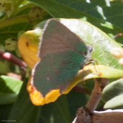 Callophrys dumetorum