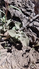 Calystegia malacophylla malacophylla