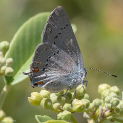 Satyrium californica