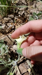 Calystegia malacophylla malacophylla