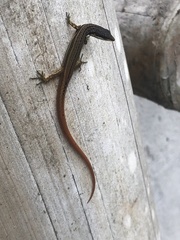 Cercosaura oshaughnessyi