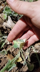 Calystegia malacophylla malacophylla