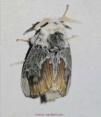 Mesoscia terminata