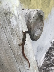 Cercosaura oshaughnessyi