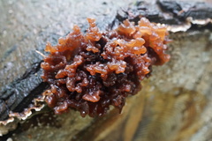 Phaeotremella foliacea