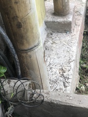 Cercosaura oshaughnessyi