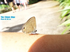 Anthene emolus goberus