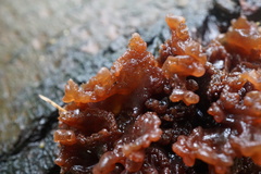 Phaeotremella foliacea