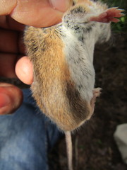Peromyscus boylii