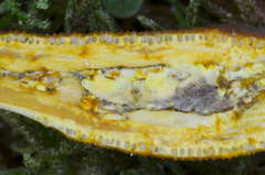 Ophiocordycipitaceae