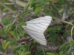 Neuromelia selectata