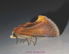 Gonodonta fulvangula