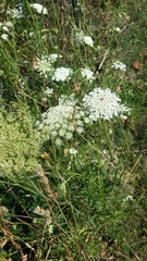 Daucus carota